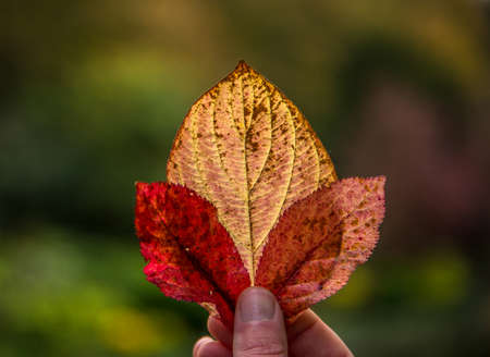 Autumn leaves being held by a child's hand against an Autumnal backgroundの写真素材