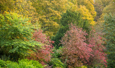 Trees with their leaves in full Autumn color, with orange, red, brown, red & yellow leaves on show