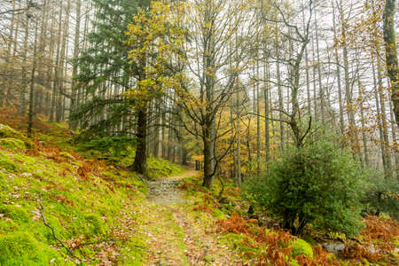 The autumn colors were on show in the forest tracks around Buttermere Lake in the Lake District, Cumbriaの写真素材