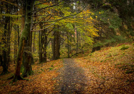 The autumn colors were on show in the forest tracks around Buttermere Lake in the Lake District, Cumbriaの写真素材