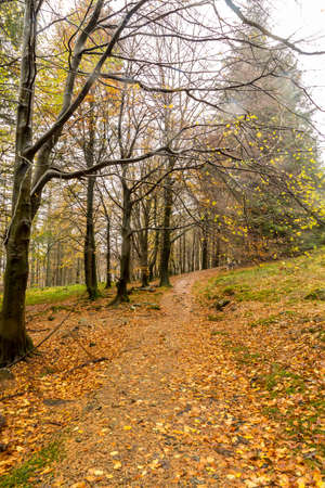 The autumn colors were on show in the forest tracks around Buttermere Lake in the Lake District, Cumbriaの写真素材