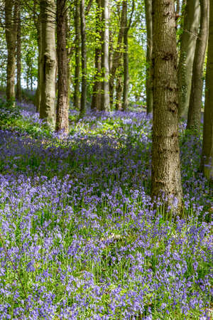 Amazing views as the Bluebells and Wild Garlic bloom in Bothal Woods, Morpeth, Northumberland, England.の写真素材