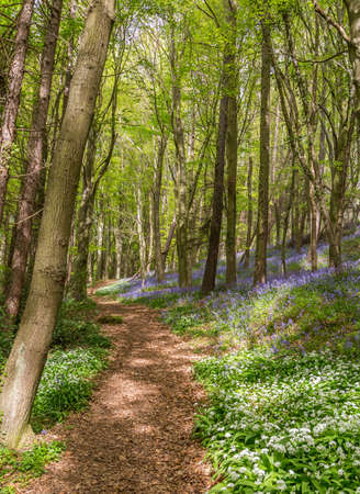 Amazing views as the Bluebells and Wild Garlic bloom in Bothal Woods, Morpeth, Northumberland, England.の写真素材