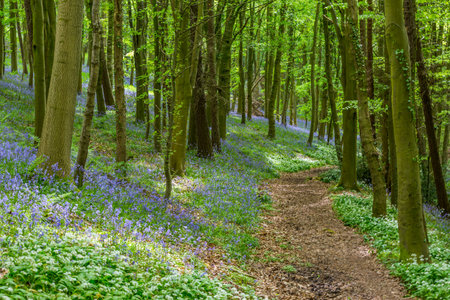 Bluebells in a spring forest, Hallerbos, Belgiumの写真素材