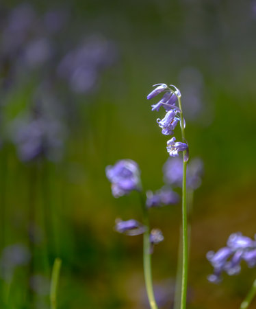Beautiful bluebells in springtime. Soft focus, shallow DOF.の写真素材