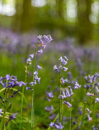 Close up of bluebells growing in a woodland meadow.の写真素材