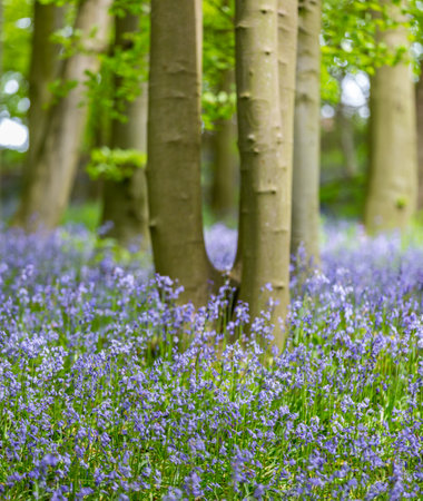 Bluebells in a forest in spring, England, UK.の写真素材