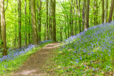 Bluebells in a forest in springtime. England, UKの写真素材