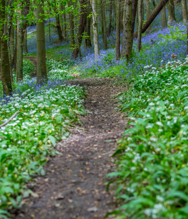 Footpath in bluebells forest, Hallerbos, Belgiumの写真素材