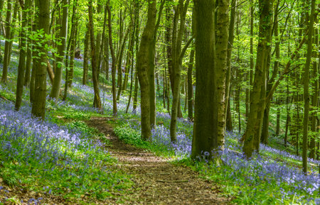 Bluebells in a forest in Hallerbos, Belgium.の写真素材