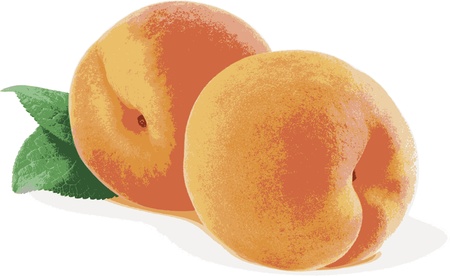 two delicious  peaches on table, fully editable のイラスト素材