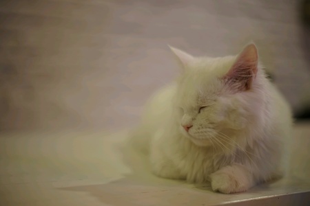 Sleeping Catの素材