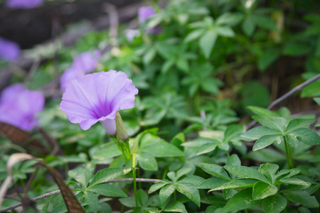 Purple flower on tree, selective focus point.の写真素材