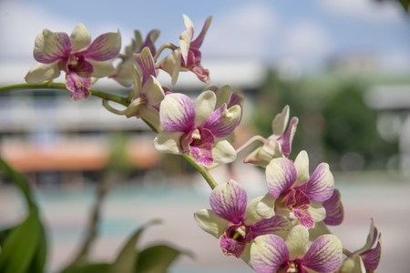 White Phalaenopsis orchid from Thailand with blur background.の写真素材