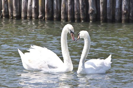 a couple of lovely swans on a lake, forming a heart shape with their necksの写真素材