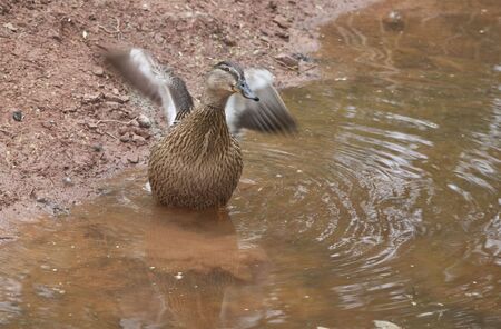 a muddy pond is a perfect place for flapping little duck wingsの写真素材
