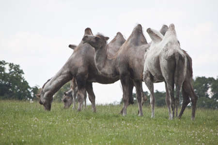 camels eating grass on a hillの写真素材