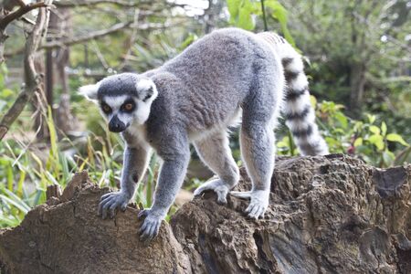 the ring tailed breed of lemur, exploring along a branch