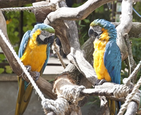 a pair of blue and yellow macaws sat together