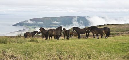 some wild ponies stood on top of Porlock Hill, Somerset, Englandの写真素材