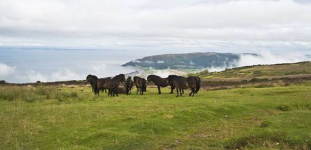 some wild ponies stood on top of Porlock Hill, Somerset, Englandの写真素材