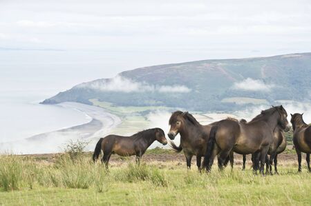 some wild ponies stood on top of Porlock Hill, Somerset, Englandの写真素材