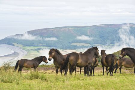some wild ponies stood on top of Porlock Hill, Somerset, Englandの写真素材
