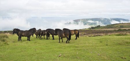 some wild ponies stood on top of Porlock Hill, Somerset, Englandの写真素材
