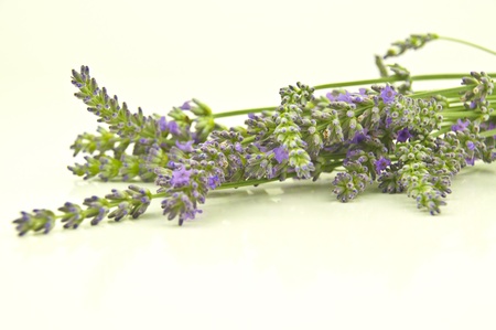 bunch of lavender flowers in soft focusの写真素材