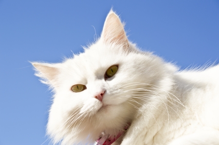 fluffy female cat with pink collarの写真素材
