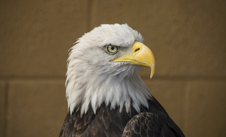 Portrait of a bald eagle lat. haliaeetus leucocephalusの写真素材