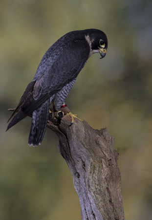 Peregrine Falcon - Studio Blurred Backgroundの写真素材