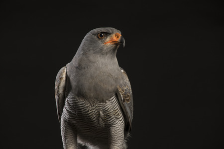 portrait of a Chanting Goshawk - black studio backgroundの写真素材