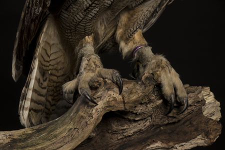 European Eagle Owl - Closeup of Claws - studio black backgroundの写真素材
