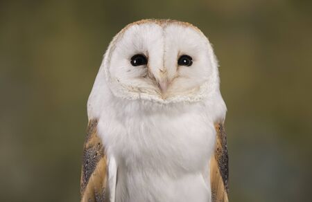Portrait of a Barn Owl stood with a woodland backgroundの写真素材