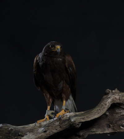 harris hawk sitting on branch, black studio backgroundの写真素材