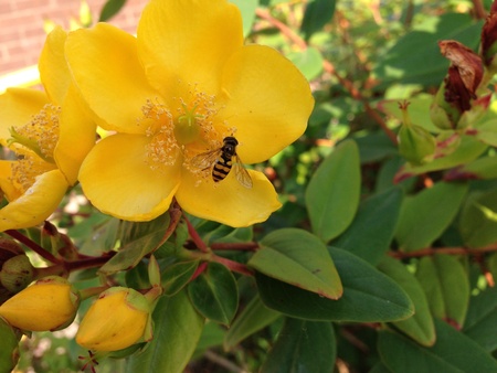 wasplike fly enjoying the nectar from a bright yellow flower.  