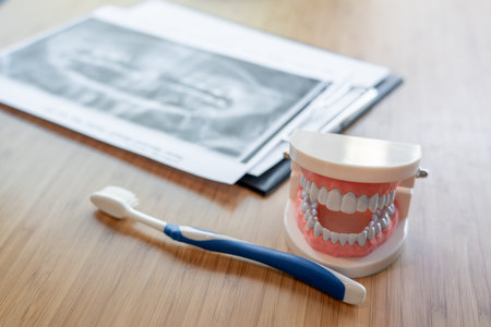 Dental concept a mouth model showing the oral structure including the position of upper and lower...