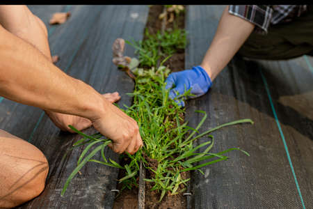 Gardening concept a male gardener cleaning the area around the vegetable plot by removing weeds.の写真素材