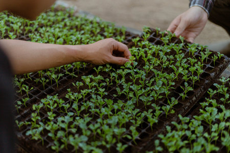 Gardening concept a farmer culling the green seedlings before removing them from pots to growing in the prepared soil plot.の写真素材