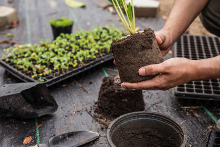 Gardening concept several green plants repotted to bigger-sized pots to allow the plants to grow...