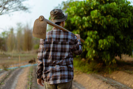 Gardening concept a male farmer carrying a hoe on his shoulder leaving a garden after finishing growing the crops.の写真素材