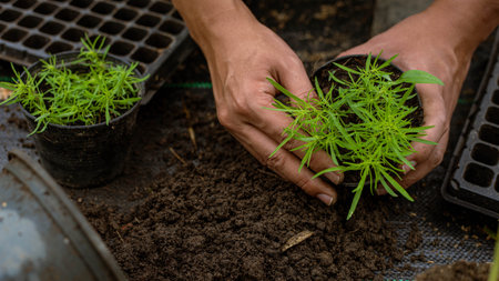Gardening concept several green plants repotted to bigger-sized pots to allow the plants to grow larger.の写真素材