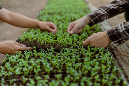 Gardening concept a farmer culling the green seedlings before removing them from pots to growing in the prepared soil plot.の写真素材