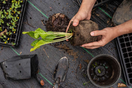 Gardening concept several green plants repotted to bigger-sized pots to allow the plants to grow...