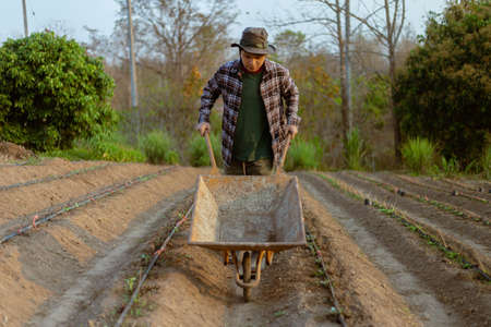 Gardening concept a young male farmer shoving a gardening cart among vegetable plots in his small peaceful garden.の写真素材