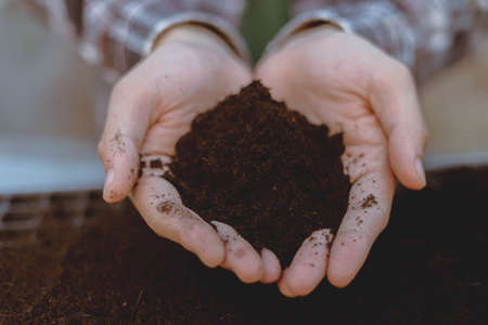 Gardening concept two hand of a gardener inserting rich black soil to nursery trays preparing for...