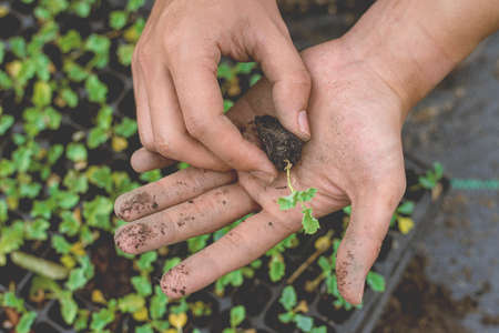 Gardening concept a farmer bringing seedling in nursery pots preparing for growing in the soil plots.の写真素材