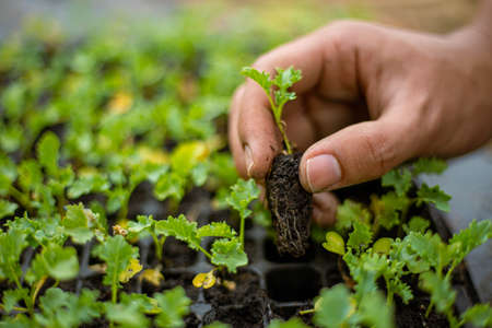 Gardening concept a farmer bringing seedling in nursery pots preparing for growing in the soil...