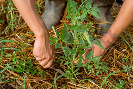 Gardening concept a young male gardener taking care of a vegetable by shoveling the soil around the...